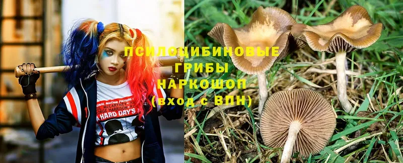 Галлюциногенные грибы Psilocybe  купить  цена  Щёкино 